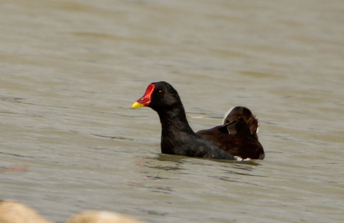 iNaturalist image