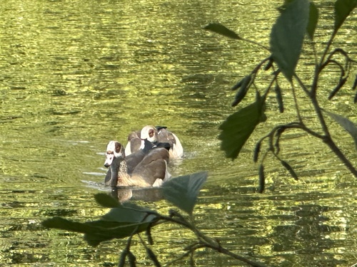 iNaturalist: (c) JRS, some rights reserved (CC BY-NC), uploaded by JRS iNaturalist image