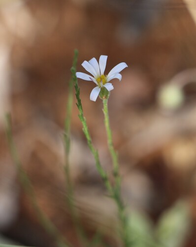 Chaetopappa ericoides