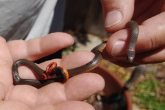 Diadophis punctatus similis