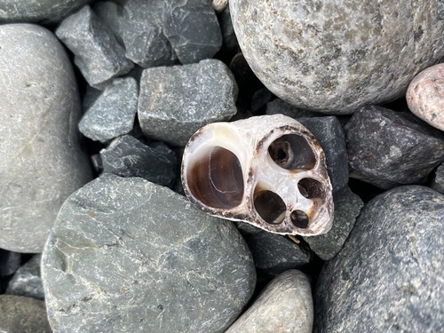 Common Periwinkle