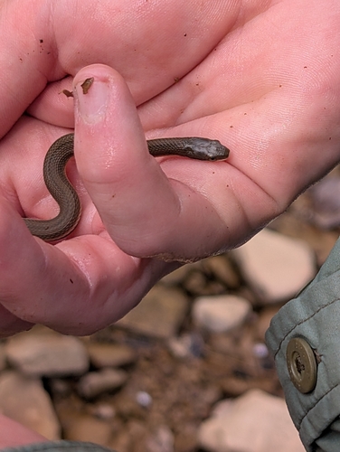 Queensnake