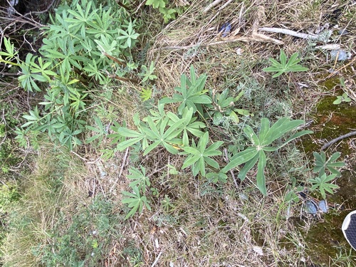 Large-leaved lupine