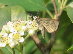 Sangalopsis microleuca