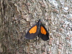Sangalopsis microleuca