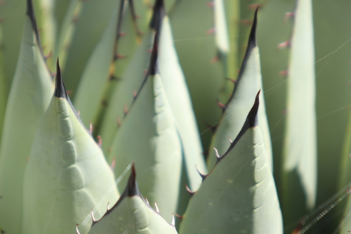 Parry's agave