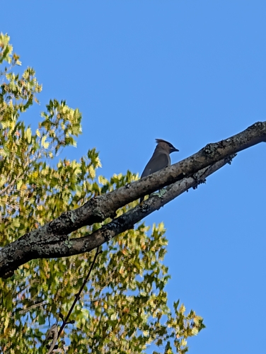 Cedar Waxwing