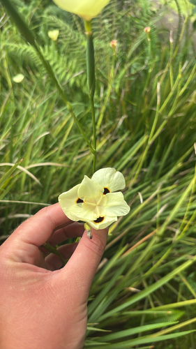 Dietes bicolor, 2026-08-24