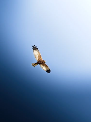Western Marsh Harrier