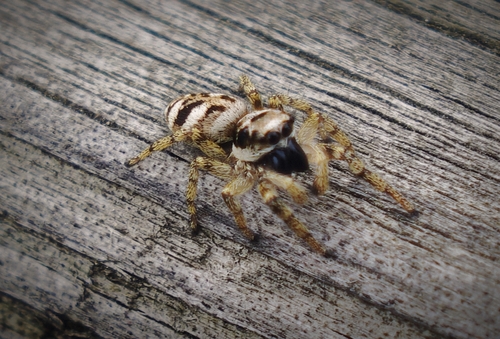Zebra Jumping Spider