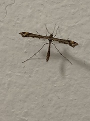 Anstenoptilia