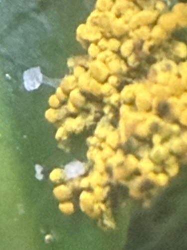 Physarum virescens
