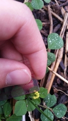 Medicago lupulina