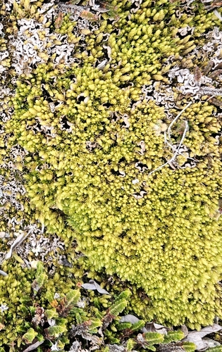 Aulacomnium turgidum observed 2026-09-09