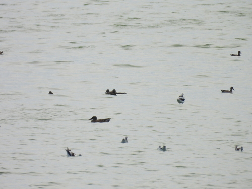 Northern Shoveler