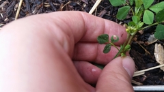 Medicago lupulina