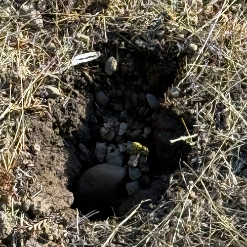 iNaturalist observation photo of Ground Yellowjackets
