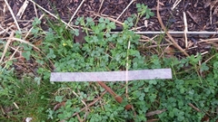 Medicago lupulina