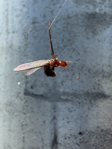 iNaturalist observation photo of Western Drywood Termite
