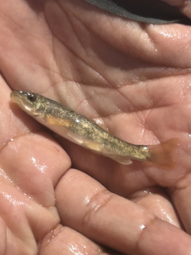 Speckled Dace