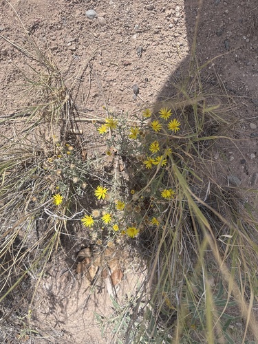Cut-leaf Ironplant