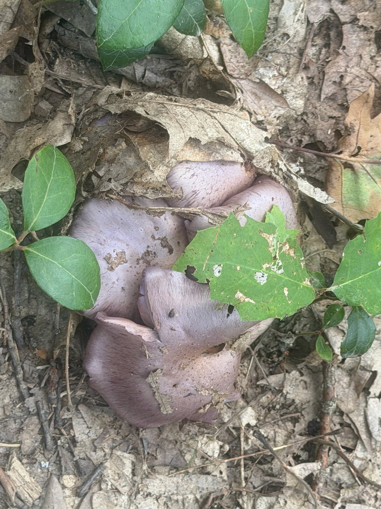 Phlegmacium subsolitarium · September 2026 · photo: Photo: no rights reserved · iNaturalist