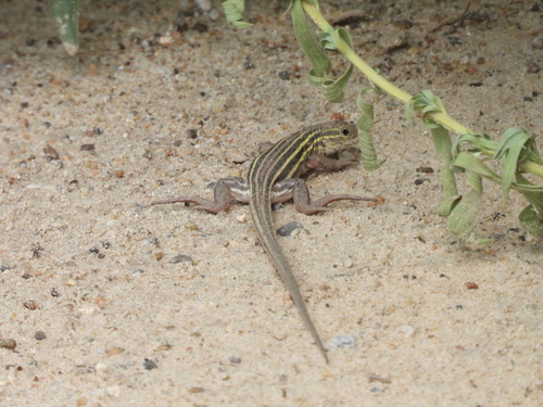 Six-lined Racerunner