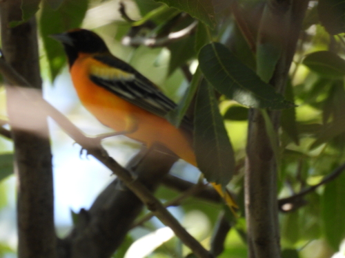 Bullock's × Baltimore Oriole