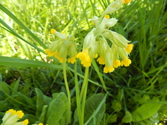 Primula veris