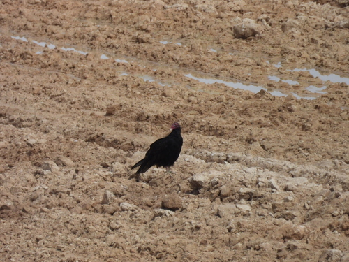 Turkey Vulture