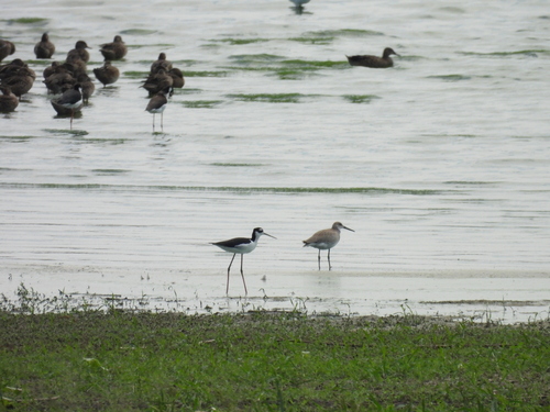 Western Willet