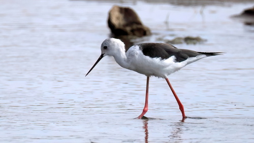 iNaturalist image