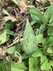 Erythronium albidum