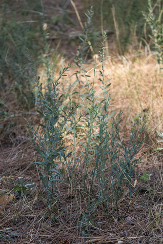 Poet's Cassia