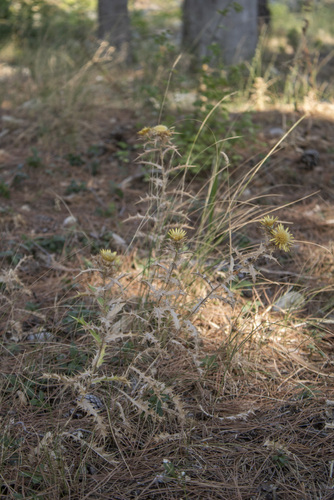 Clustered Carline-thistle