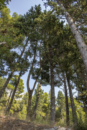 Mediterranean cypress