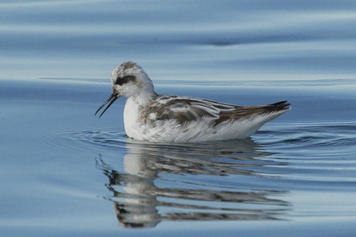 iNaturalist image