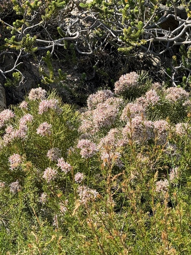 Serruria ascendens, photograph 4