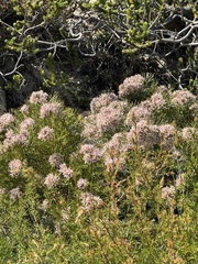 Serruria ascendens, photograph (c) chrisdt, some rights reserved (CC BY)