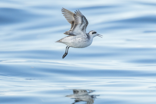 iNaturalist image