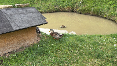 iNaturalist image