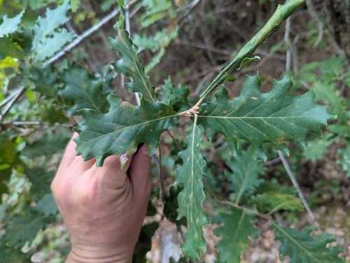 downy oak