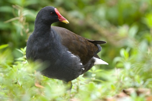 iNaturalist image
