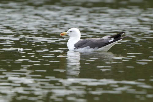 iNaturalist image
