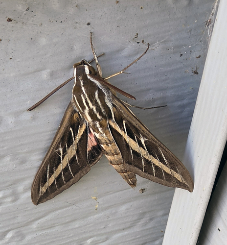 White-lined Sphinx