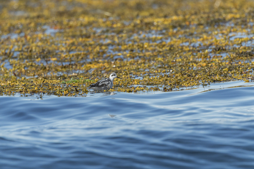 iNaturalist image