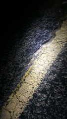 Arizona elegans elegans