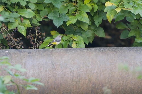 iNaturalist image