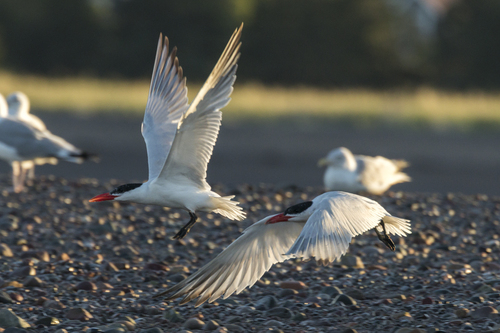 iNaturalist: (c) Liam Brennan, some rights reserved (CC BY-NC), uploaded by Liam Brennan iNaturalist image