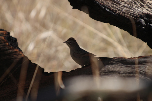 Rufous-crowned Sparrow